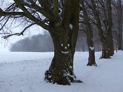 forest on snowfield thumbnail
