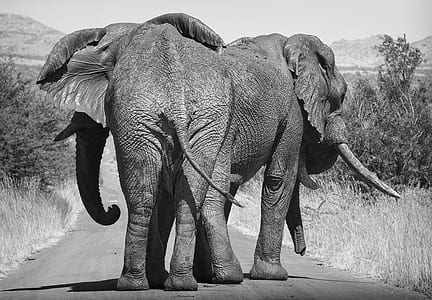 grayscale photography of two elephants thumbnail