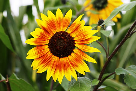 Sunflower during Daytime thumbnail