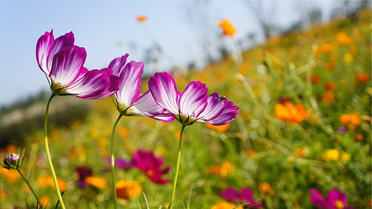 selective focus photography of pink petaled flower thumbnail
