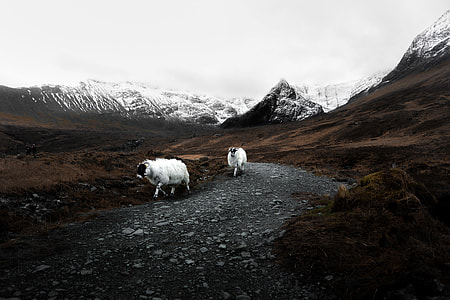 two white rams along gray dirt road near brown plain areas thumbnail