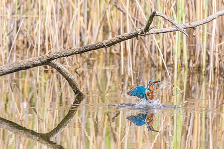 blue and brown kingfisher catching fish during daytime thumbnail