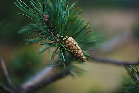 green and purple leaf plant thumbnail