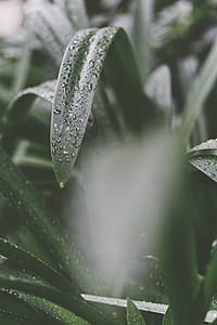 Selective Focus Photography Of Green Leaf Plant thumbnail