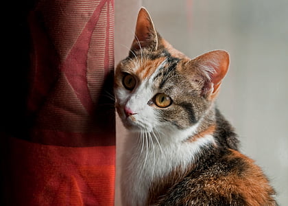 selective focus photo of brown and white cat thumbnail