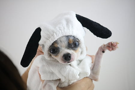 white and brown Chihuahua puppy wearing white costume thumbnail