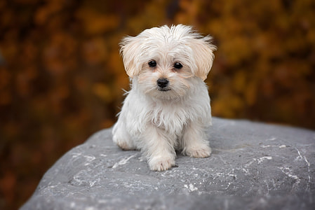 selective focus photography of long-coated white puppy thumbnail