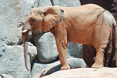 brown elephant on rock thumbnail