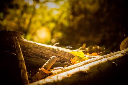 selective focus photo of brown woods thumbnail