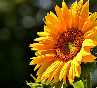 close-up photo of sunflower thumbnail