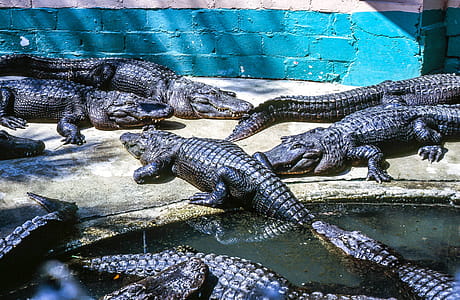 Group of Alligators resting at Alligator Farm thumbnail
