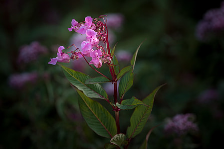 Balsam, Balsaminengewaechs thumbnail