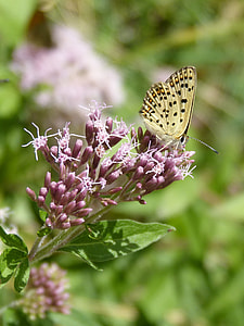 Melitaea Deione, Butterfly thumbnail