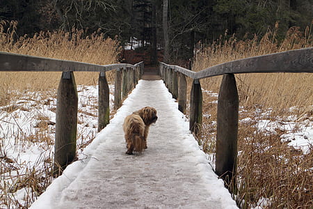 dog walking across the walkway thumbnail