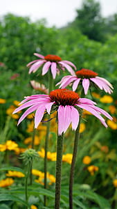Pink coneflower flowers in bloom. thumbnail