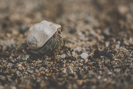 white hermit on pebbles thumbnail