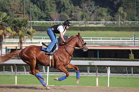 man riding horse during daytime thumbnail