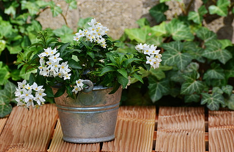 yellow petaled flowering plant on gray pot on wooden table thumbnail