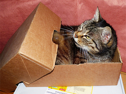 gray and brown tabby cat in box thumbnail