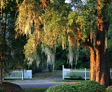 green leafed tree during daytime thumbnail