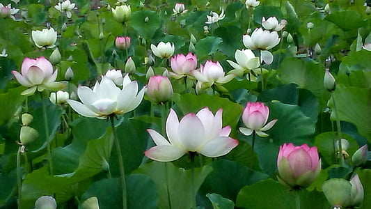 pink and white lotus flowers during daytime thumbnail