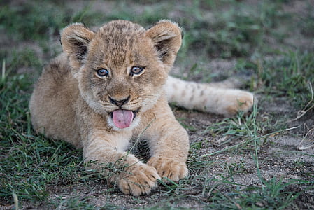 brown animal on grass photo thumbnail