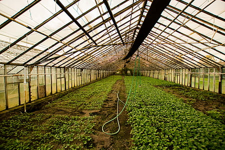 photography of grown plant thumbnail