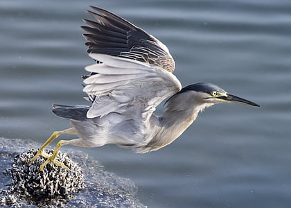 white and gray bird during daytime thumbnail