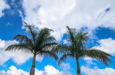 Low Angle Photography Of Coconut Trees thumbnail