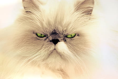 closeup photo of white Persian cat thumbnail