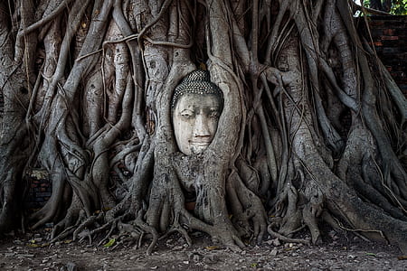 gray Buddha head bust in brown wooden tree thumbnail
