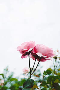 selective focus photography of pink rose flowers thumbnail