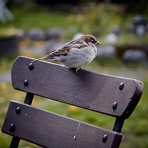 brown robin on wooden chair thumbnail