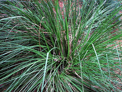 green lemongrass on field thumbnail