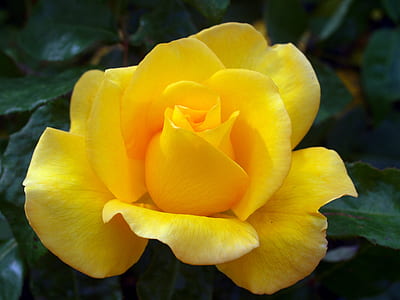 closeup photography of yellow rose flower thumbnail