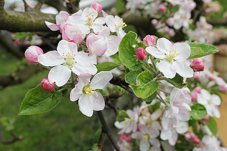 selective focus photography of orange blossom flowers thumbnail