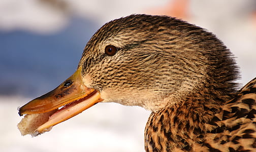 brown goose thumbnail