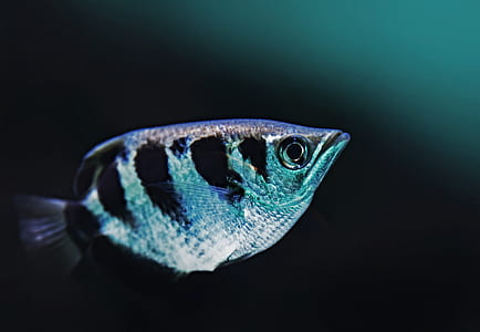 silver and black fish in body of water thumbnail
