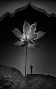 grayscale photo of lotus flower thumbnail