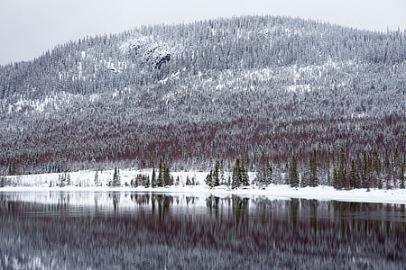 landscape photography of forest trees thumbnail