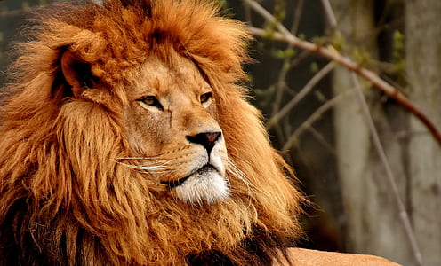 adult lion selective focus photography thumbnail