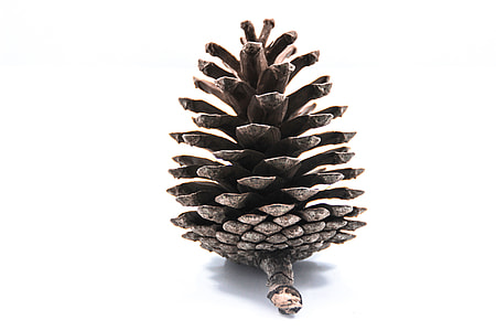 gray pine corn thumbnail