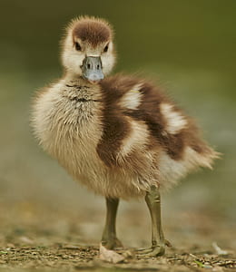 beige and brown duck chick thumbnail