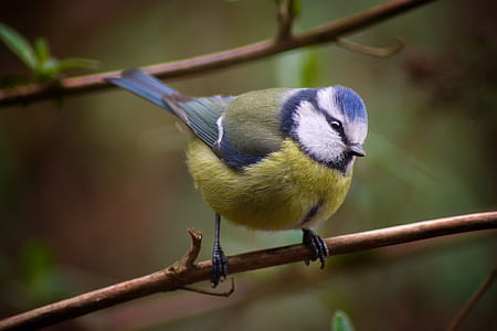 green and blue feather bird perched on brown twig thumbnail