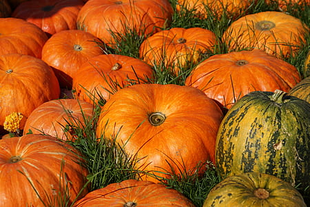 orange and green pumpkins on green grass field during daytime thumbnail
