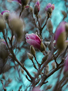 pink broad petaled flowers thumbnail