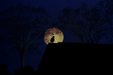 bird perched on roof during full moon thumbnail