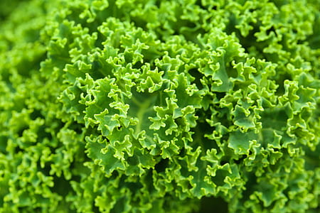 green leaf plant thumbnail