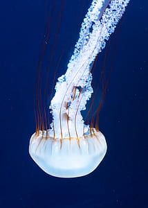white jelly fish underwater thumbnail