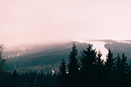 silhouette of trees in forest with river thumbnail